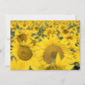 イエローフィールドのひまわり誕生日 招待状 (裏面)