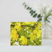 イエローフィールドのメープル葉のはがき ポストカード (スタンド正面)