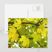 イエローフィールドのメープル葉のはがき ポストカード (正面/裏面)