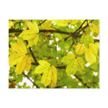 イエローフィールドのメープル葉のはがき