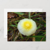 イエローフィールドキャップきのこ葉書 ポストカード (正面/裏面)