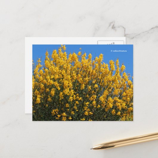 イエローフェイスインジゴワイルドインジゴウバエ ポストカード (正面/裏面インサイチュ)