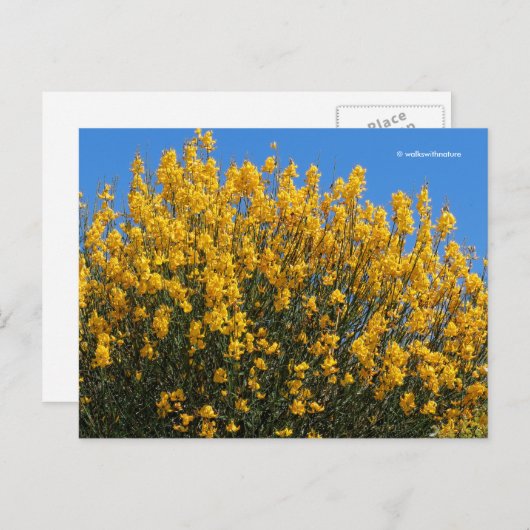 イエローフェイスインジゴワイルドインジゴウバエ ポストカード (正面/裏面)