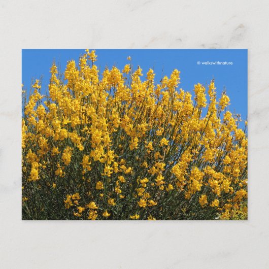 イエローフェイスインジゴワイルドインジゴウバエ ポストカード (正面)