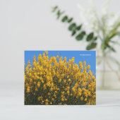 イエローフェイスインジゴワイルドインジゴウバエ ポストカード (スタンド正面)