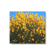 イエローフェイスインジゴ