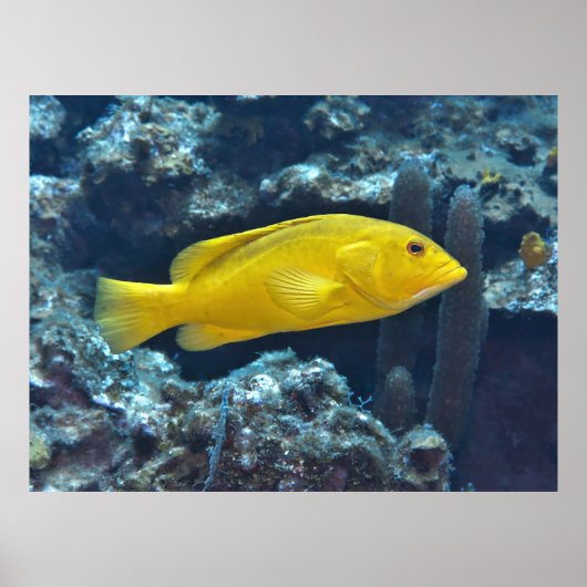 イエローフェイズコニー ポスター (正面)