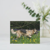 イエローフラワーのドイツの羊飼い ポストカード (スタンド正面)