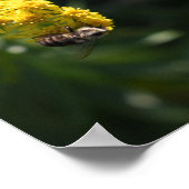 イエローフラワーズビー（昆虫）マルハナバチ自然撮影 ポスター (角)