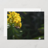イエローフラワーズビー（昆虫）マルハナバチ自然撮影 ポストカード (正面/裏面)