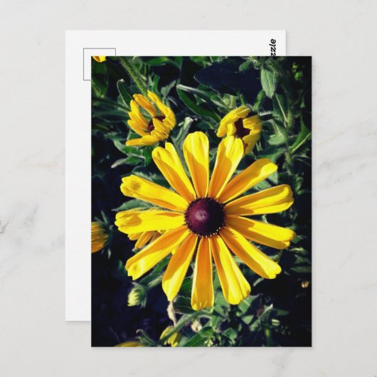 イエローフラワーブラックアイドスーザンポストカード ポストカード (正面/裏面)