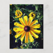 イエローフラワーブラックアイドスーザンポストカード ポストカード (正面)