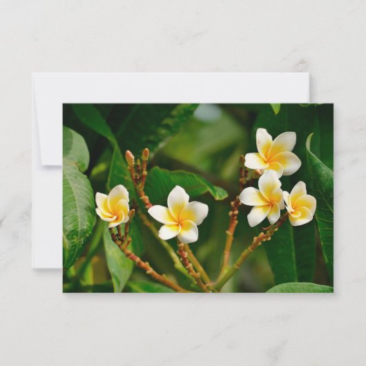 イエローフランギパニ (正面)