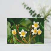 イエローフランギパニ (スタンド正面)