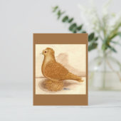 イエローフリルバックピジョン ポストカード (スタンド正面)