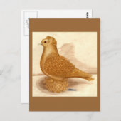 イエローフリルバックピジョン ポストカード (正面/裏面)