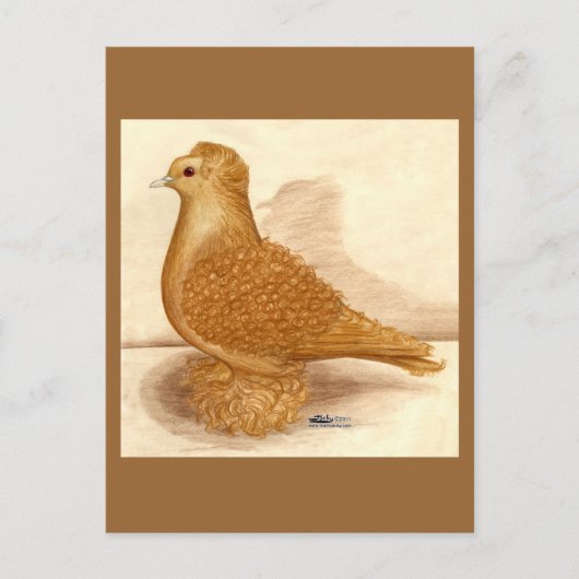 イエローフリルバックピジョン ポストカード (正面)
