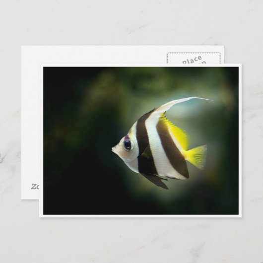 イエローブラックアンドホワイトアンジェフィッシュポストカード ポストカード (正面/裏面)