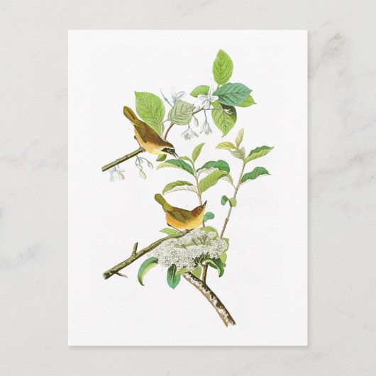 イエローブラージョン・オードボンバーズアメリカ ポストカード (正面)