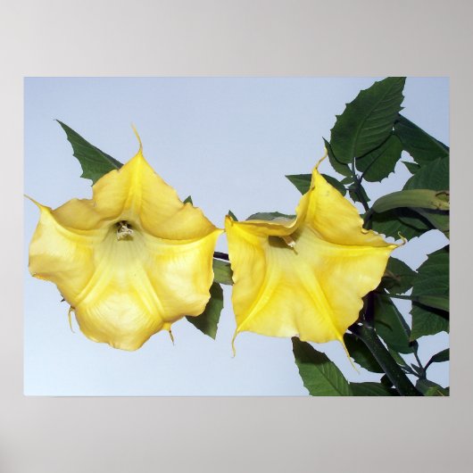 イエローブルグマンシア – エンジェルズトランペットの花 ポスター (正面)