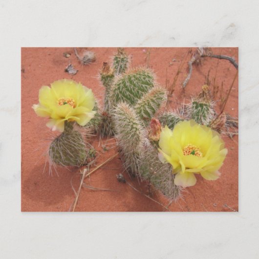 イエロープリックリー梨 ポストカード (正面)