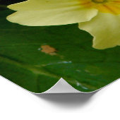 イエロープリムラ/プリムローズ花プリント/ポスター ポスター (角)