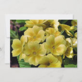 イエロープリムローズフラワー結婚式招待状 招待状 (裏面)