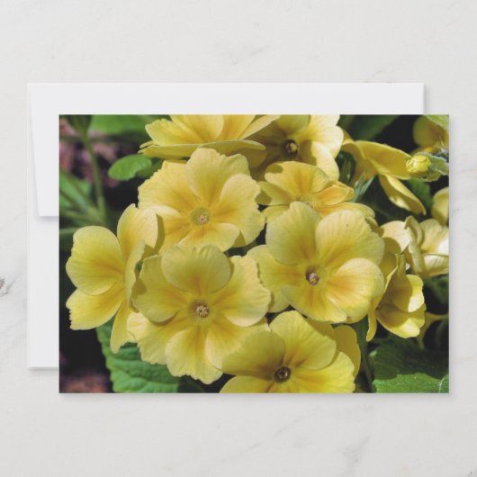 イエロープリムローズフラワー結婚式招待状 招待状 (裏面)