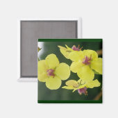 イエロープリムローズ磁石 マグネット (正面/裏面)