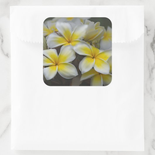 イエロープルメリアズフラワー、ハワイ写真 スクエアシール (バッグ)