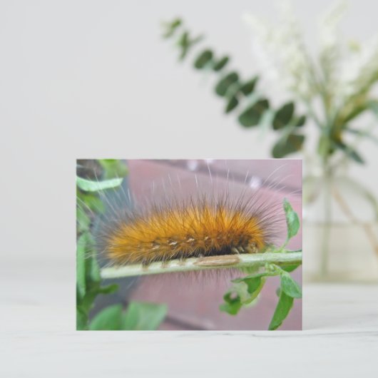 イエローベアキャタピラーバージニアタイガーモスアイテム ポストカード (スタンド正面)