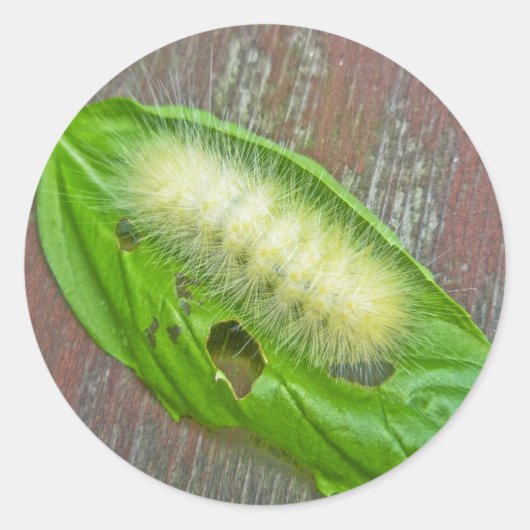 イエローベアキャタピラーバージニアタイガーモスアイテム ラウンドシール (正面)