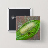 イエローベアキャタピラーバージニアタイガーモスアイテム 缶バッジ (正面&裏面)