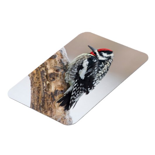 イエローベリーズのサプッカー男性 マグネット (左側)