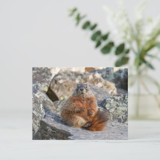 イエローベリーズのマーモットポストカード ポストカード (スタンド正面)