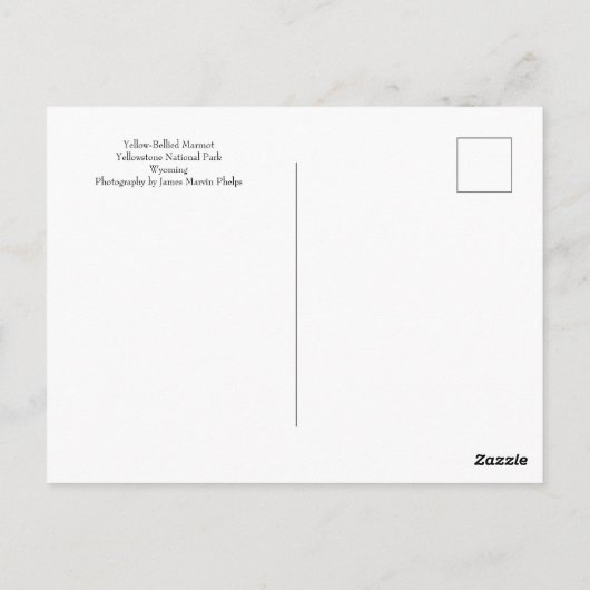 イエローベリーズのマーモットポストカード ポストカード (裏面)