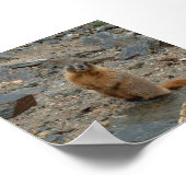 イエローベリーズ・マーモト ポスター (角)