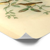 イエローベリーフライキャッチャー鳥ヴィンテージプリント ポスター (角)