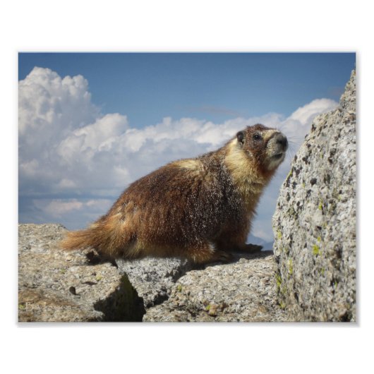 イエローベリーマルモート フォトプリント            (正面)