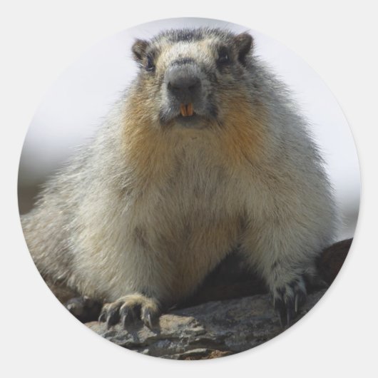 イエローベリーマルモート ラウンドシール (正面)