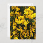 イエローベルの花 – オーストラリア先住民 ポストカード (正面/裏面)