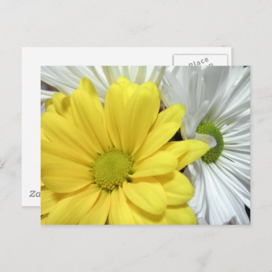 イエローホワイトデイジーデイジーフラワーフォト ポストカード (正面/裏面)