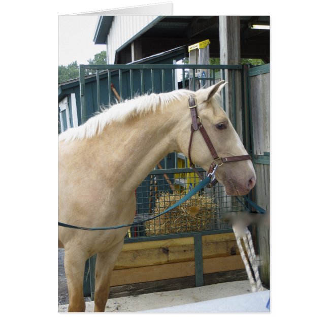 イエローホース (正面)