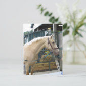 イエローホース ポストカード (スタンド正面)