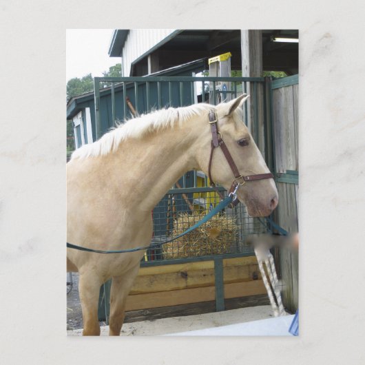 イエローホース ポストカード (正面)