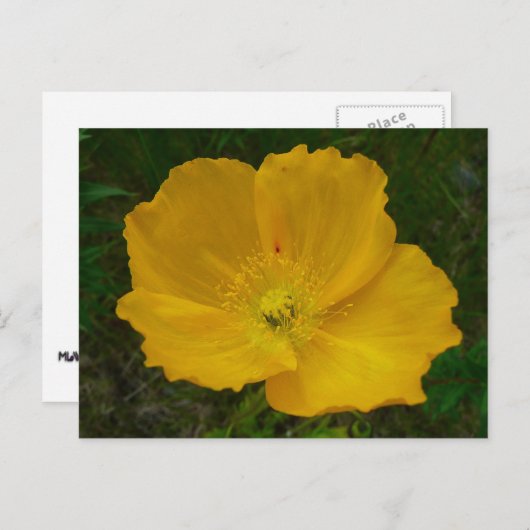 イエローポピーアラスカンワイルドフラワーフローラ ポストカード (正面/裏面)