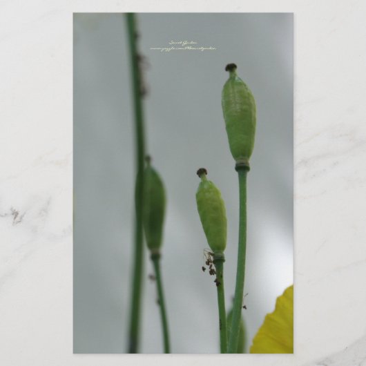 イエローポピー11文房具パーソナライズされた具 便箋 (正面)