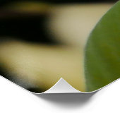 イエローマグノリアのポスター ポスター (コーナー)