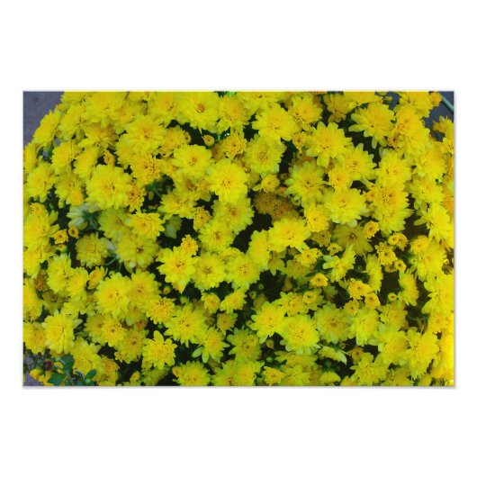 イエローマルガリータデイジーフラワーフォトプリント フォトプリント            (正面)