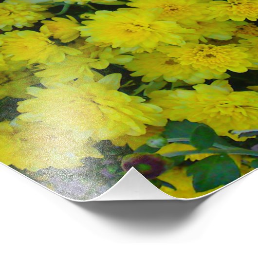 イエローマルガリータデイジーフラワーフォトプリント フォトプリント            (角)